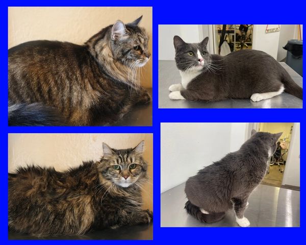 before and after cat grooming 
short hair cat groom
long hair cat groom