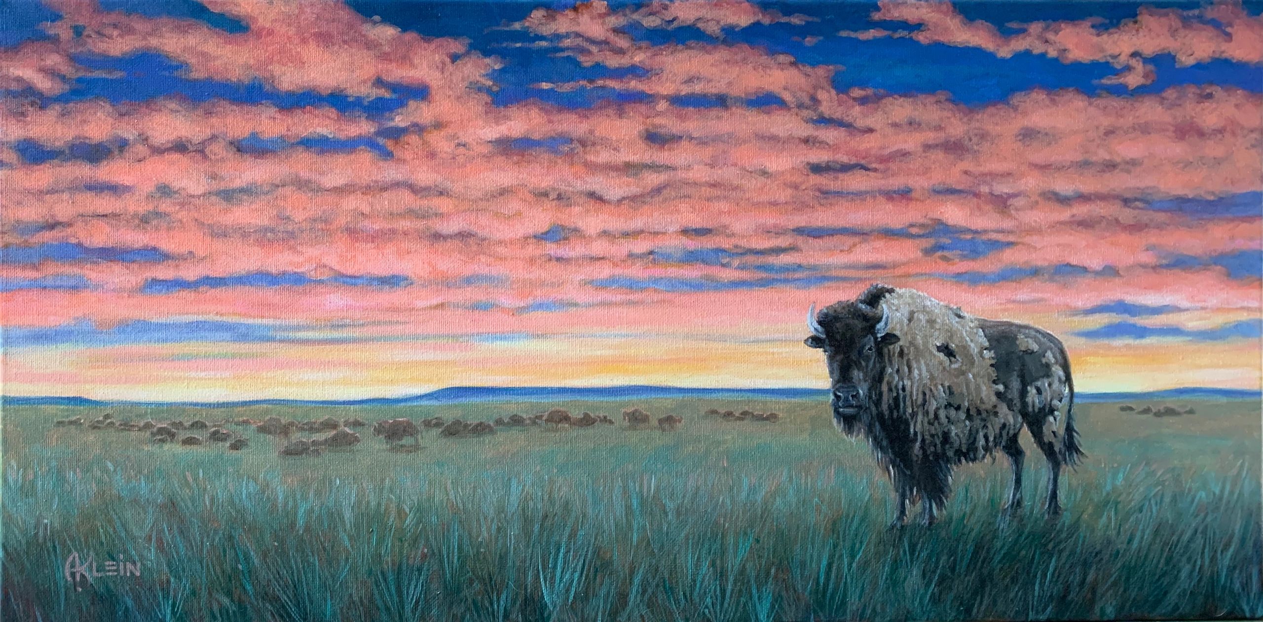 Buffalo and sunset
