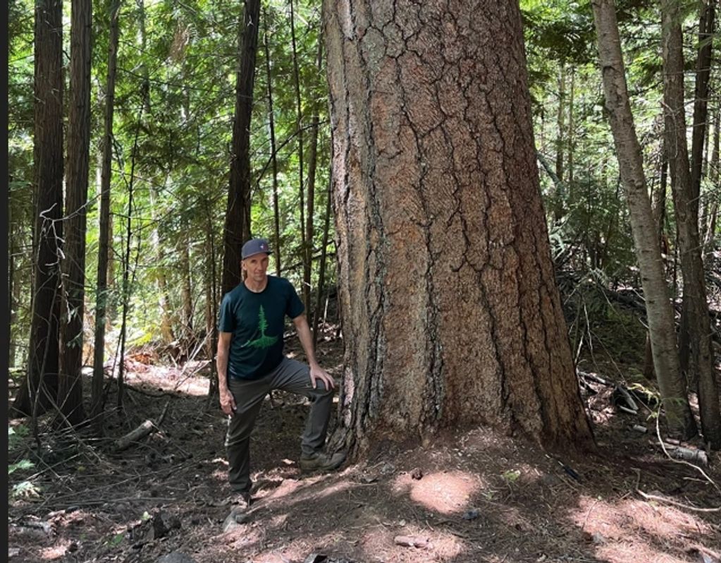 Lt Dan.  The biggest ponderosa pine in BC
