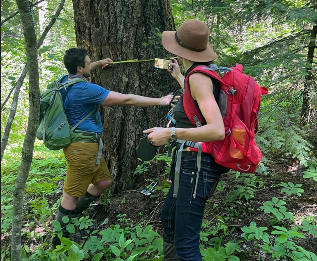 Measuring trees in Cai Creek Castlegar BCTS cutblock