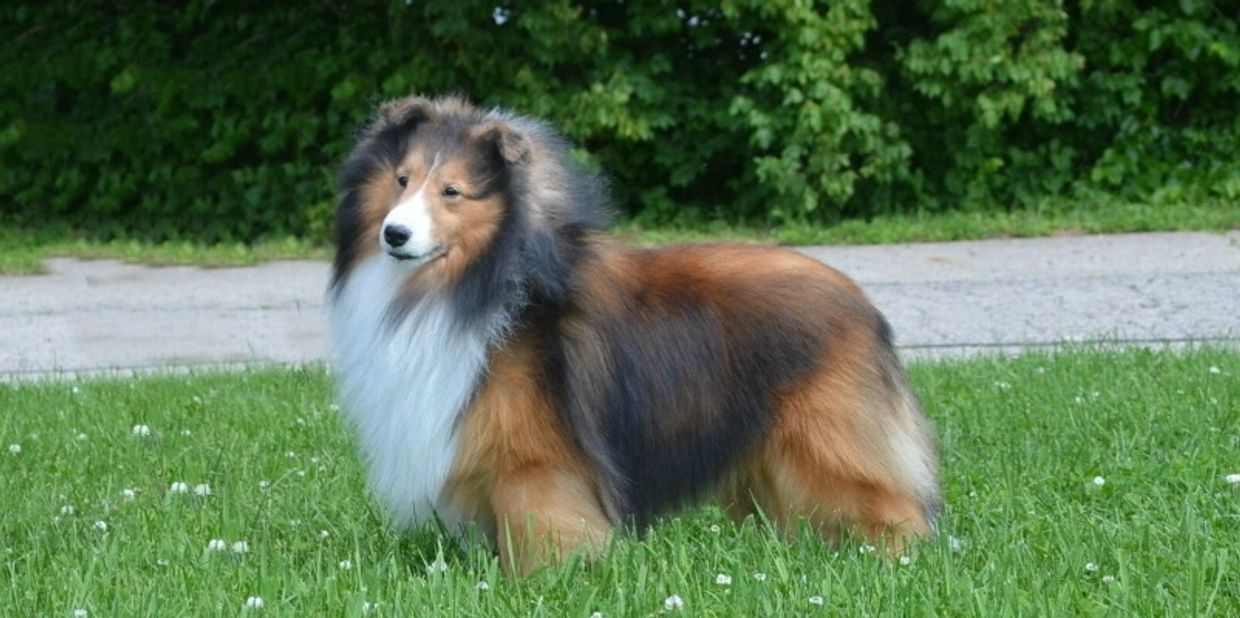 CH Keyser, Sable Shetland Sheepdog bred and owned by Kathy Rhoades, 2022