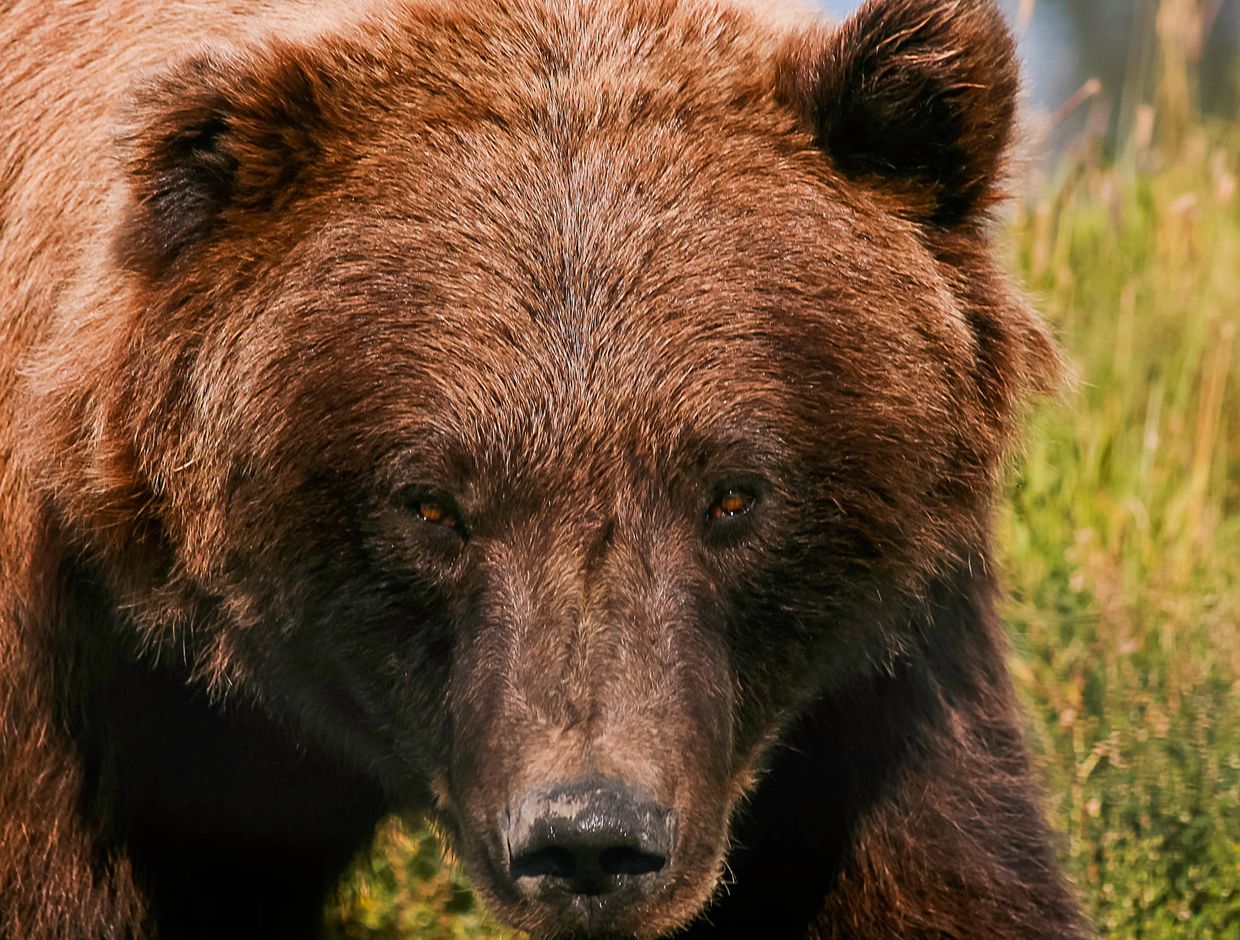 Brown Bear, Grizzly, Alaska
