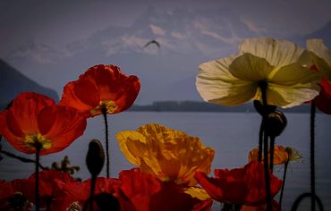 Poppies and Lake Geneva, Montreux, Switzerland