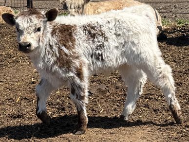 A fluffy white and brown calf standing on dirt ground.