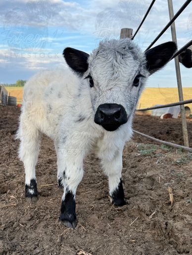 Adorable white calf with black markings standing on dirt near a fence.