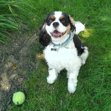 Activities suitable for every pet.