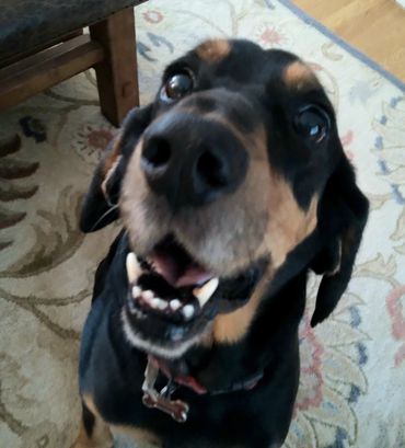 A happy pet greeting Charlie.