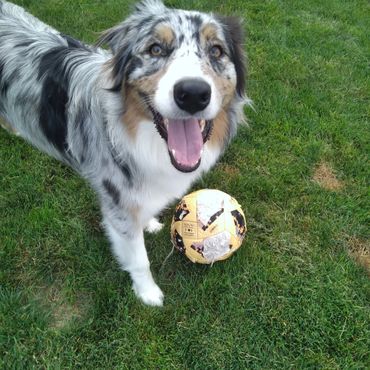 Smiles while enjoying activity fun for your pet.