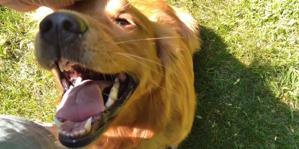 Happy in the afternoon sunshine!