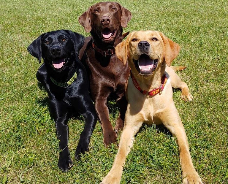 Black, Chocolate, & Yellow Labrador Retrievers