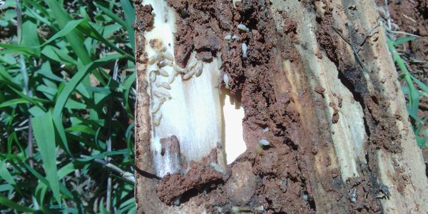 Termites eating wood.