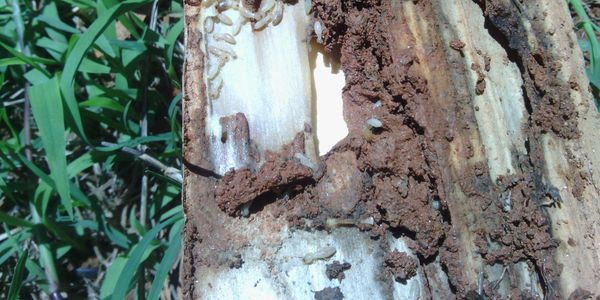 Termites eating wood.