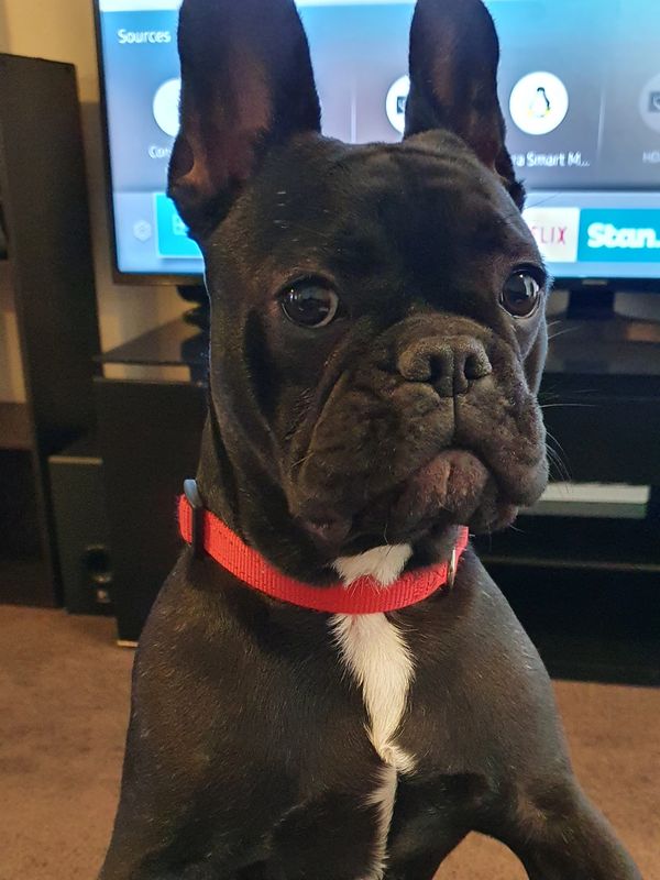 Peppa the French Bulldog wanting to watch tv Tas