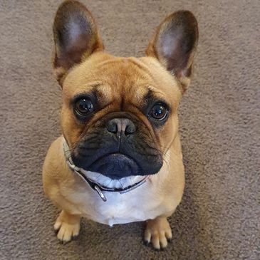 French Bulldog Tas
