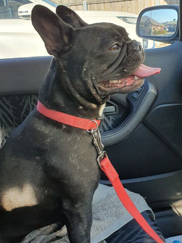 Peppa the French Bulldog going on a car ride Tas