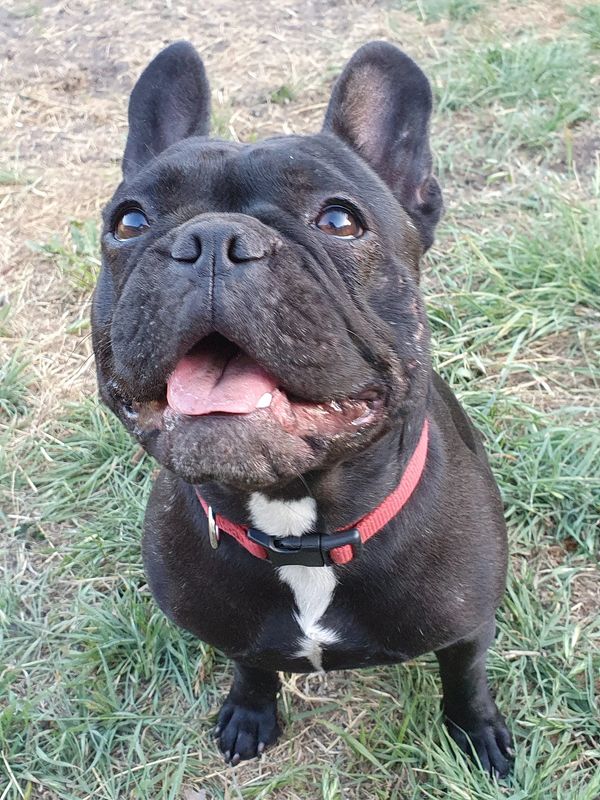 Peppa the French Bulldog keeping her eye on the ball Tas