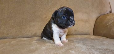 French Bulldog Tas