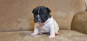 French Bulldog Tas