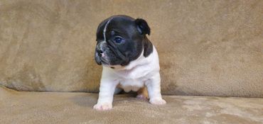 French Bulldog Tas