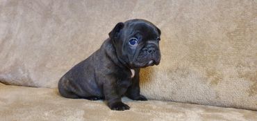 French Bulldog Tas
