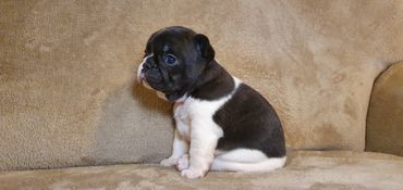 French Bulldog Tas