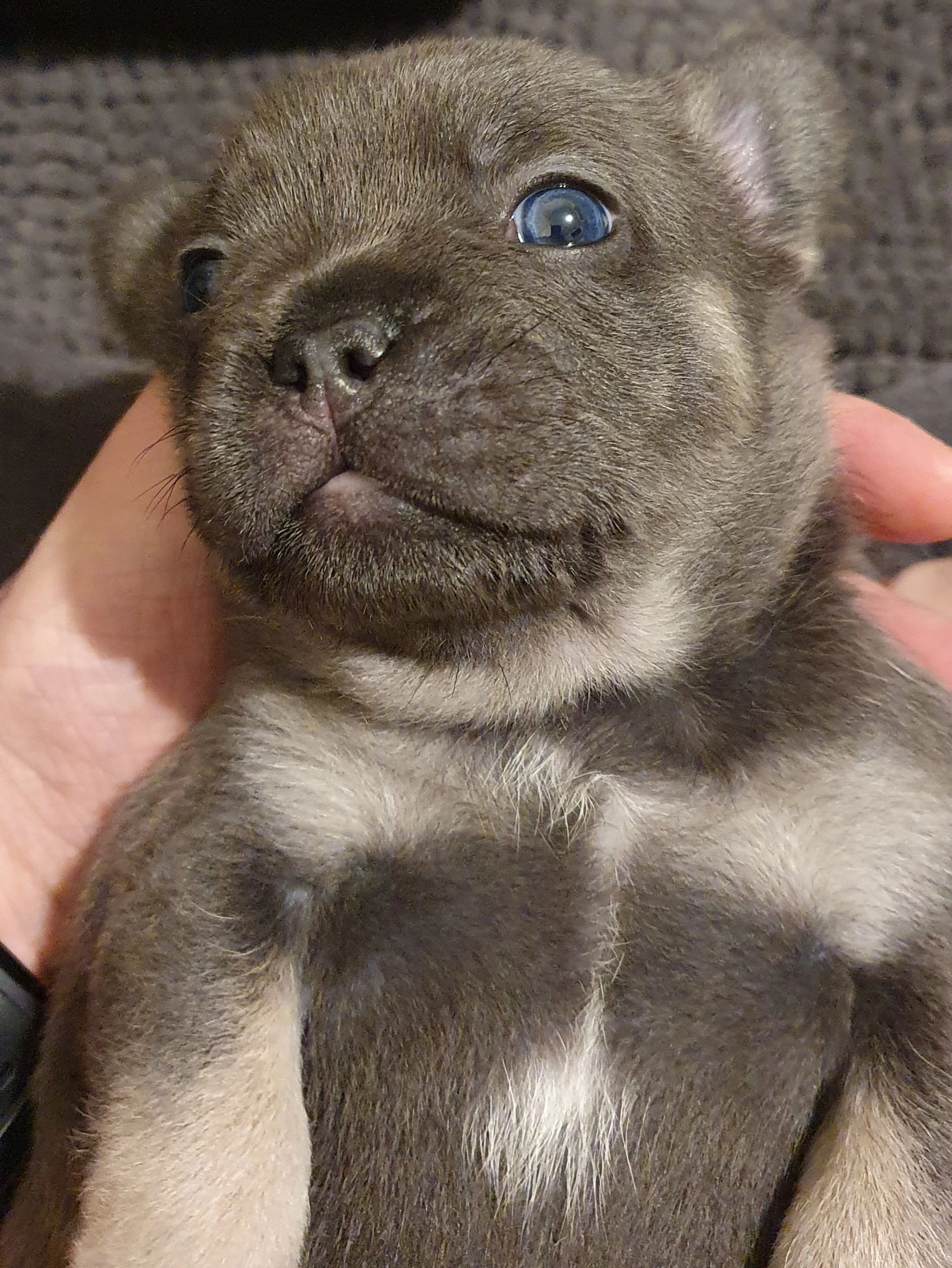 French Bulldog Puppies Tas