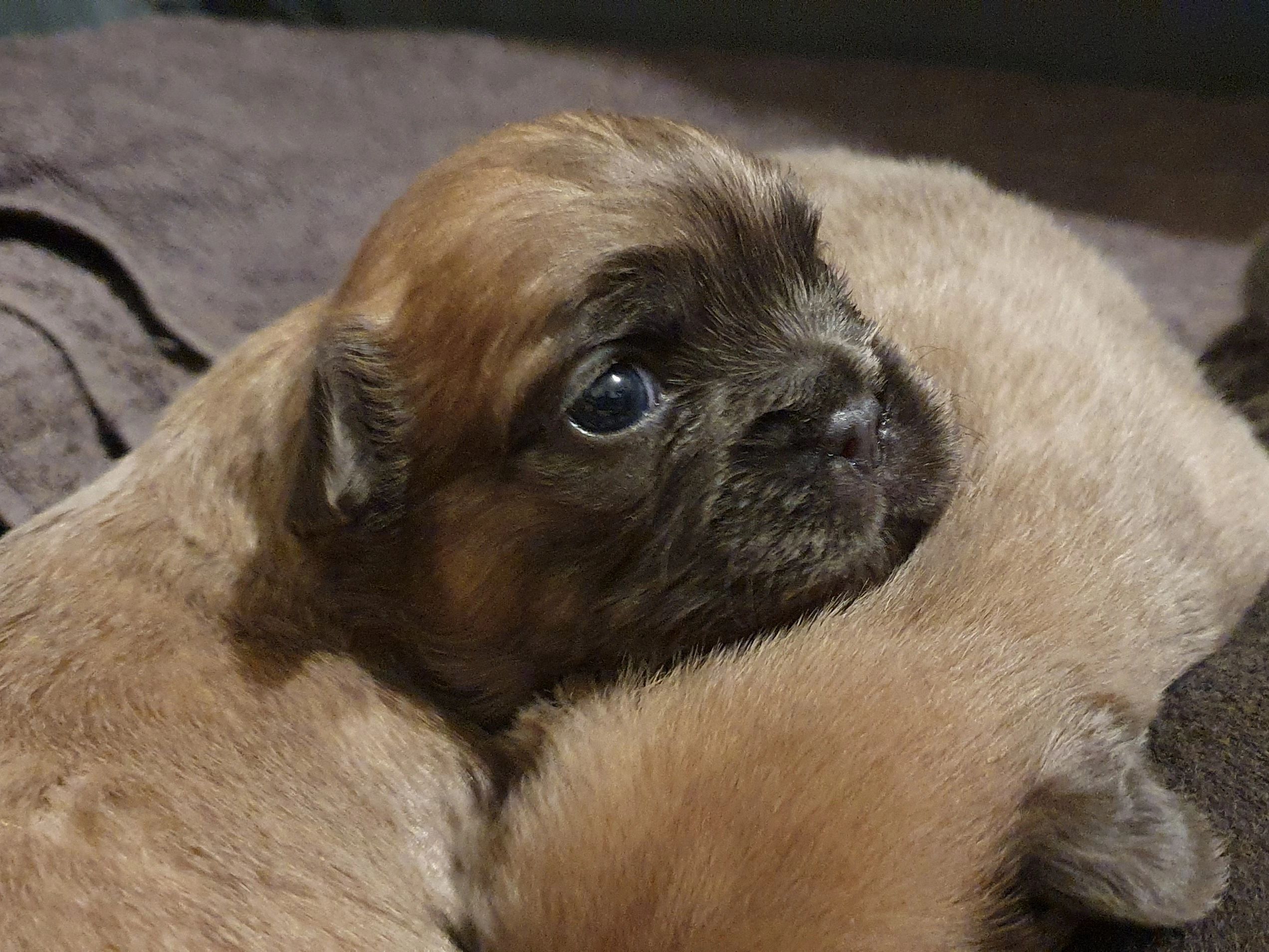 French Bulldog Puppies Tas