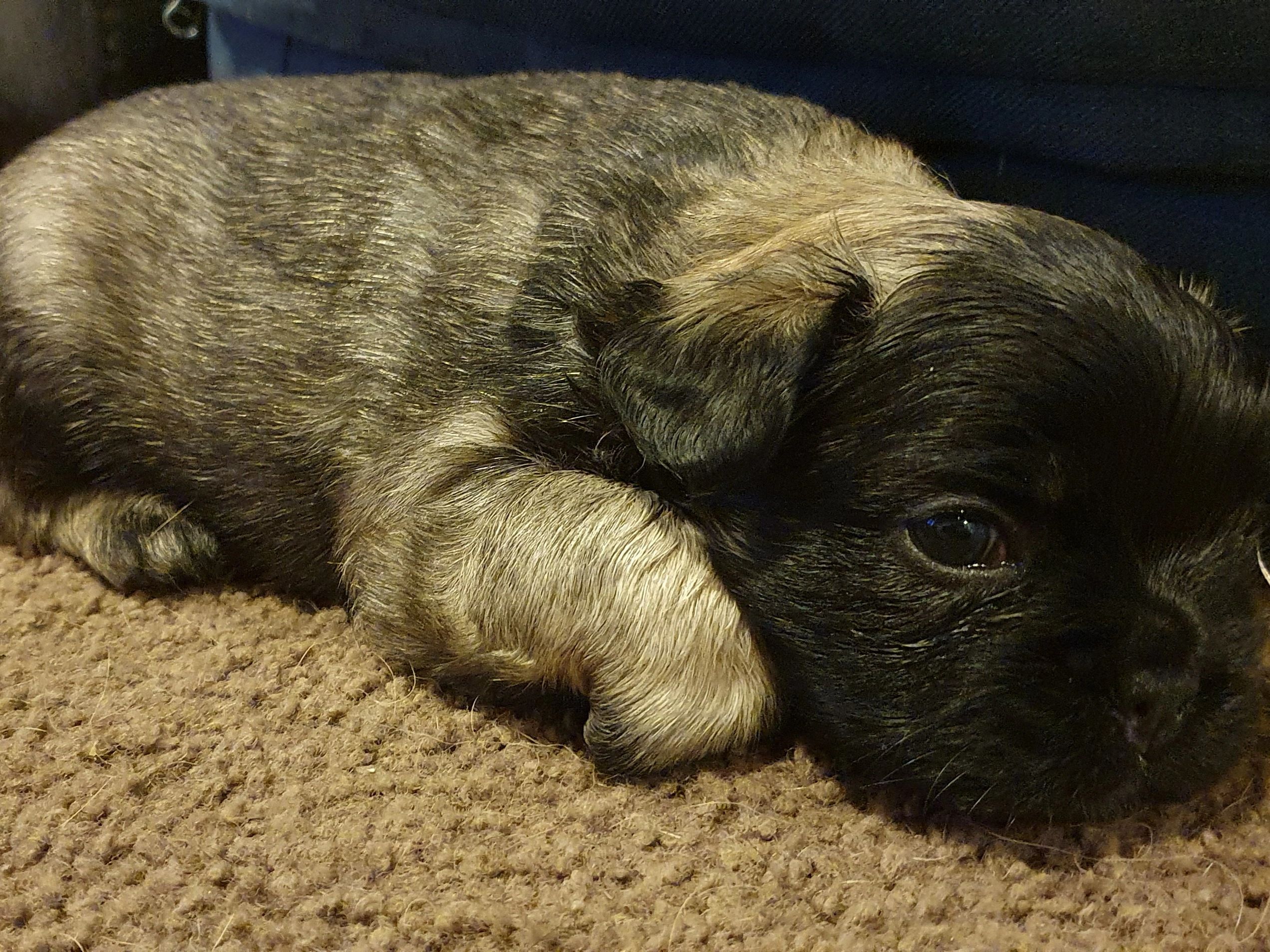 French Bulldog Puppies Tas