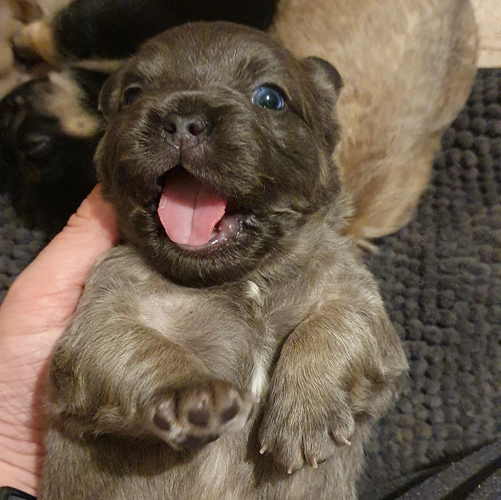 French Bulldog Puppies Tas