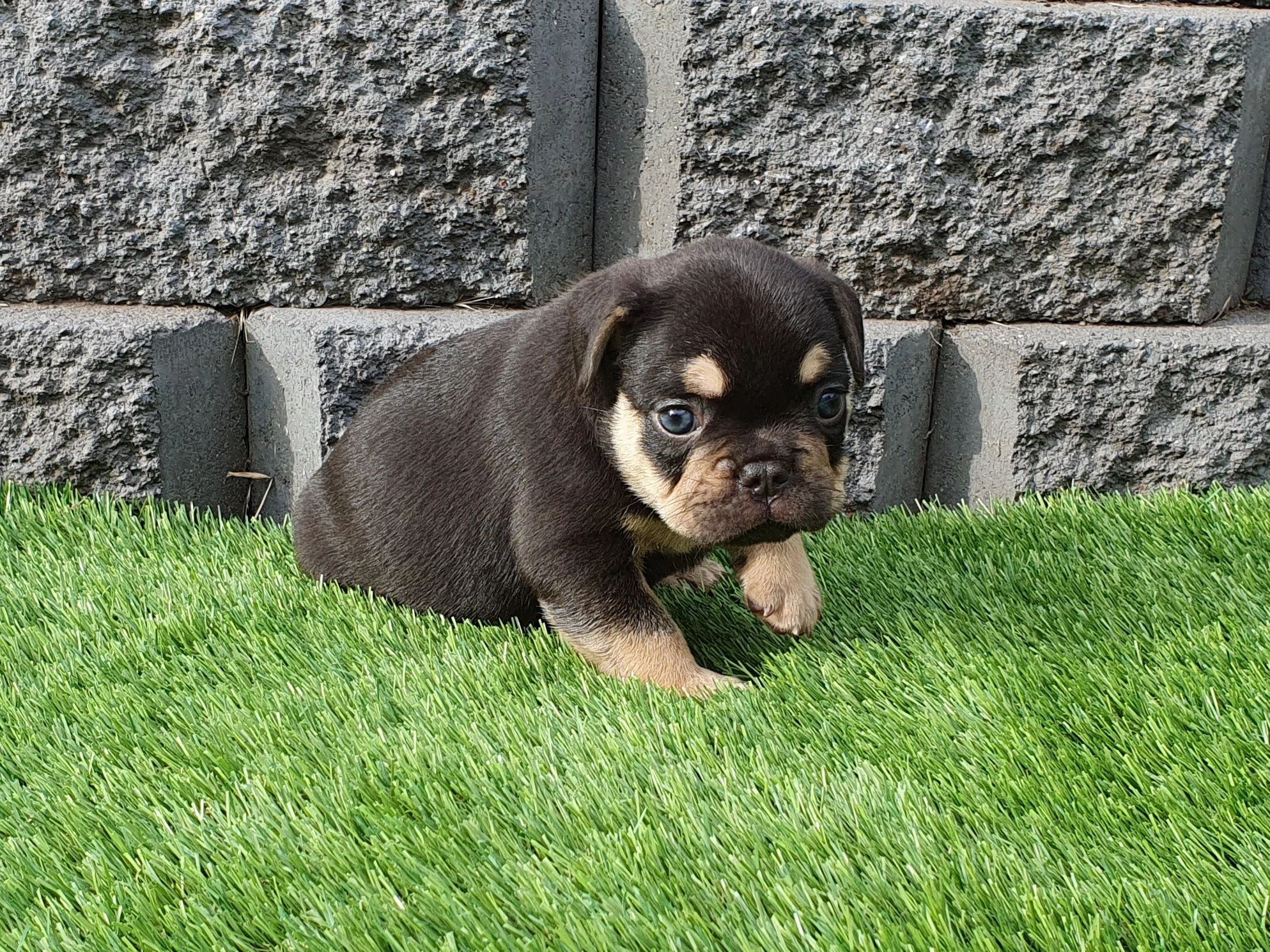 french bulldogs tas