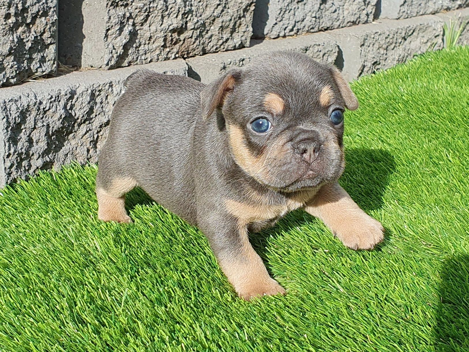 french bulldogs tas