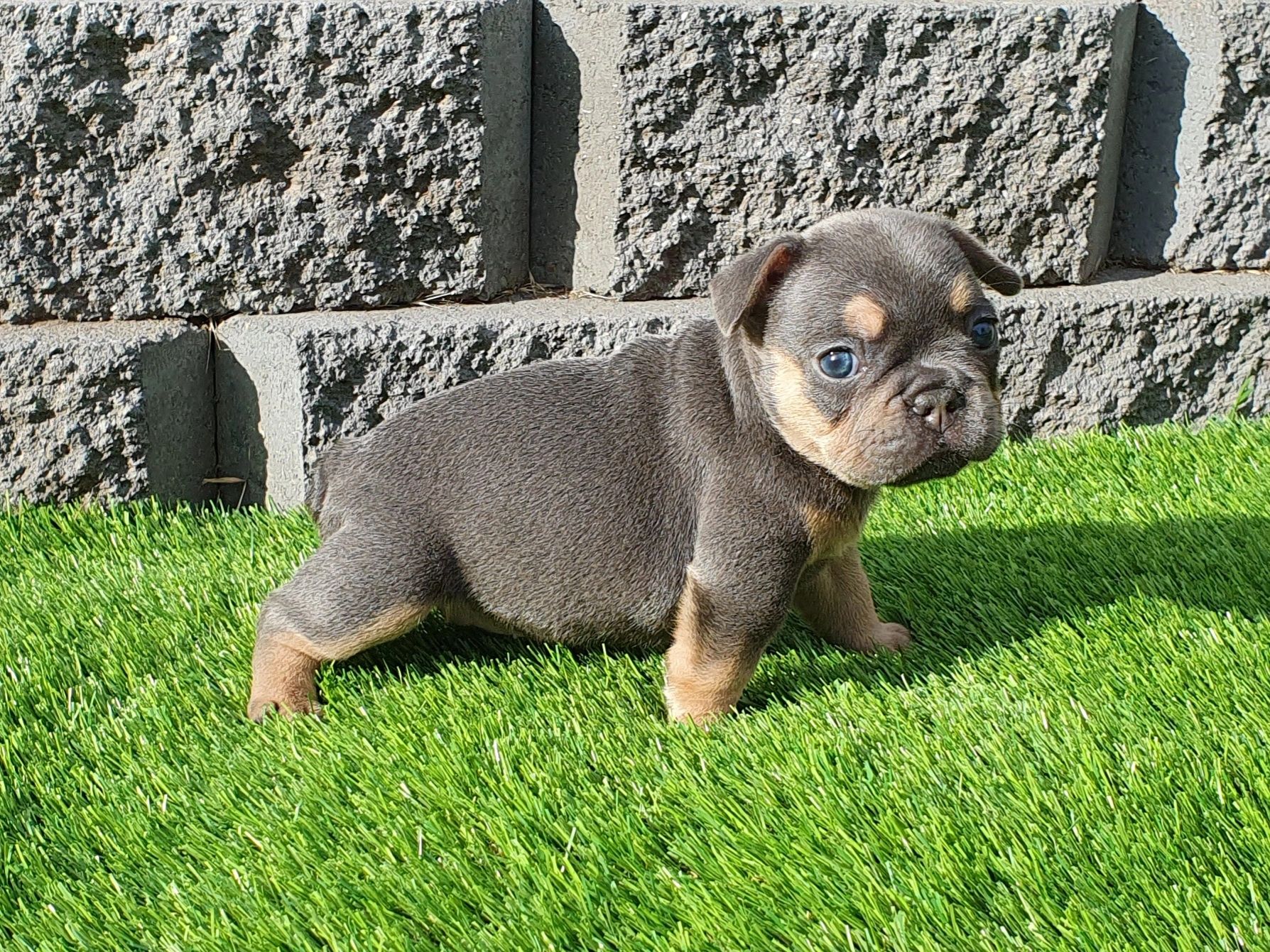 french bulldogs tas