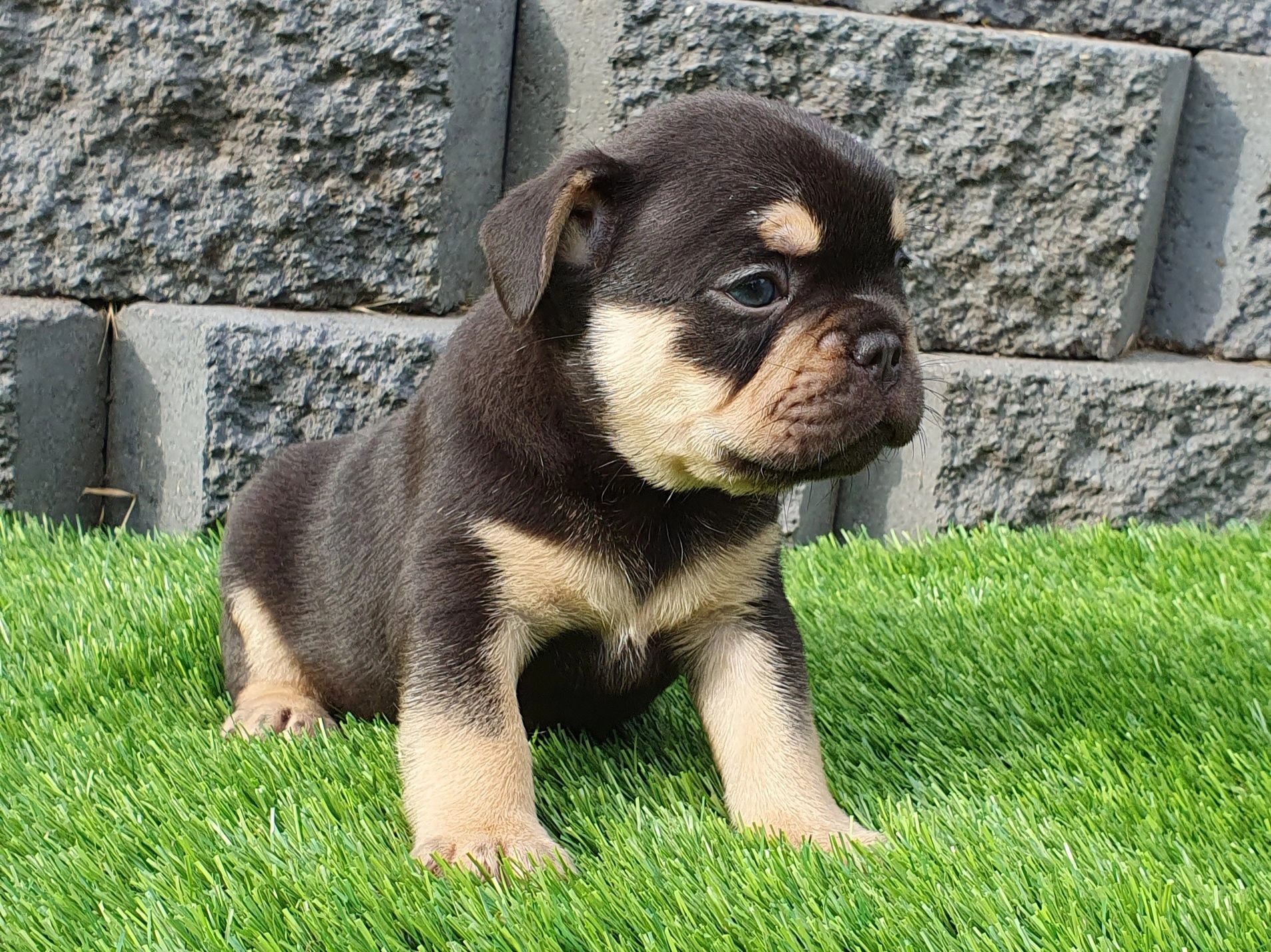 french bulldogs tas