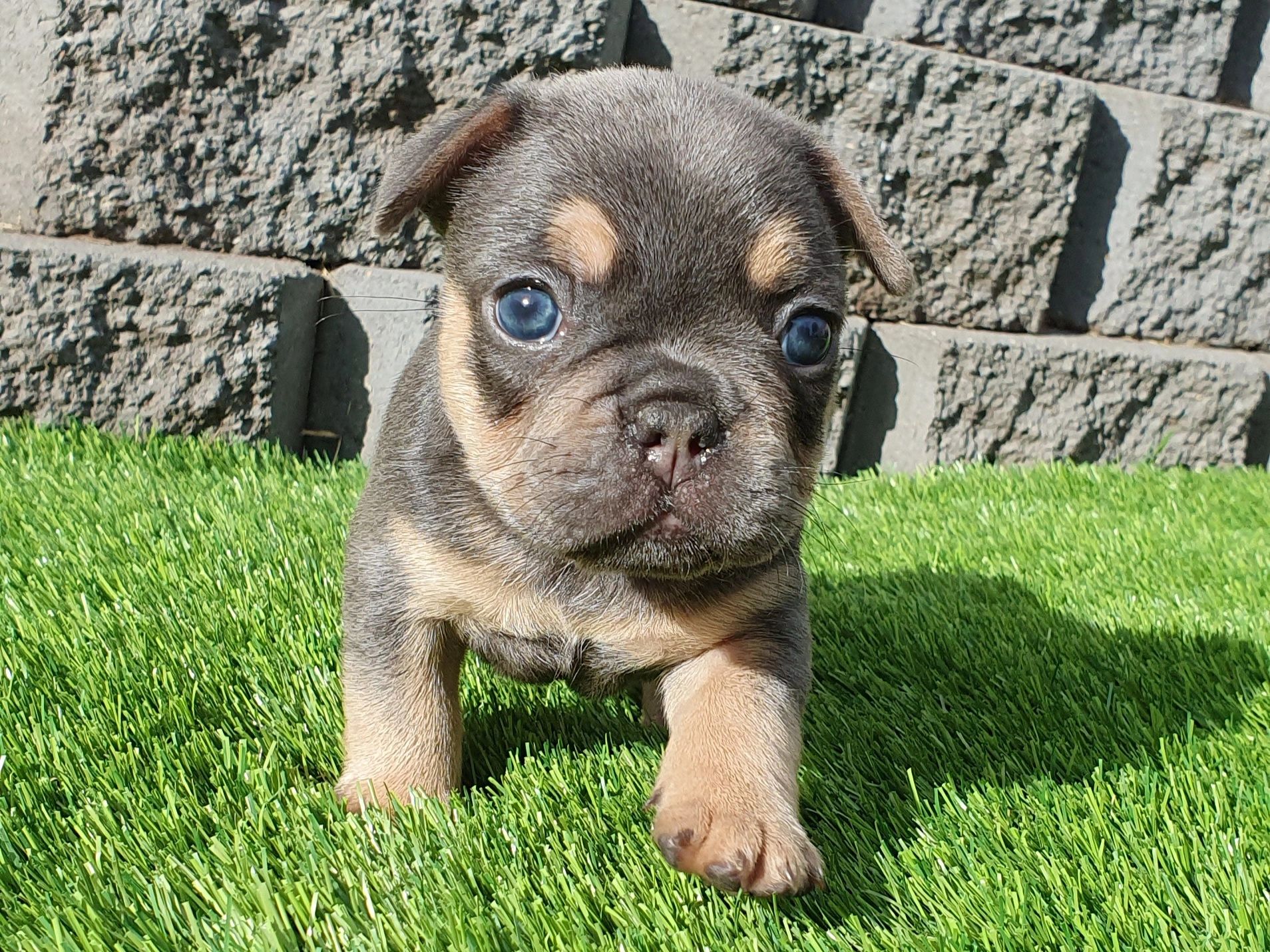 french bulldogs tas