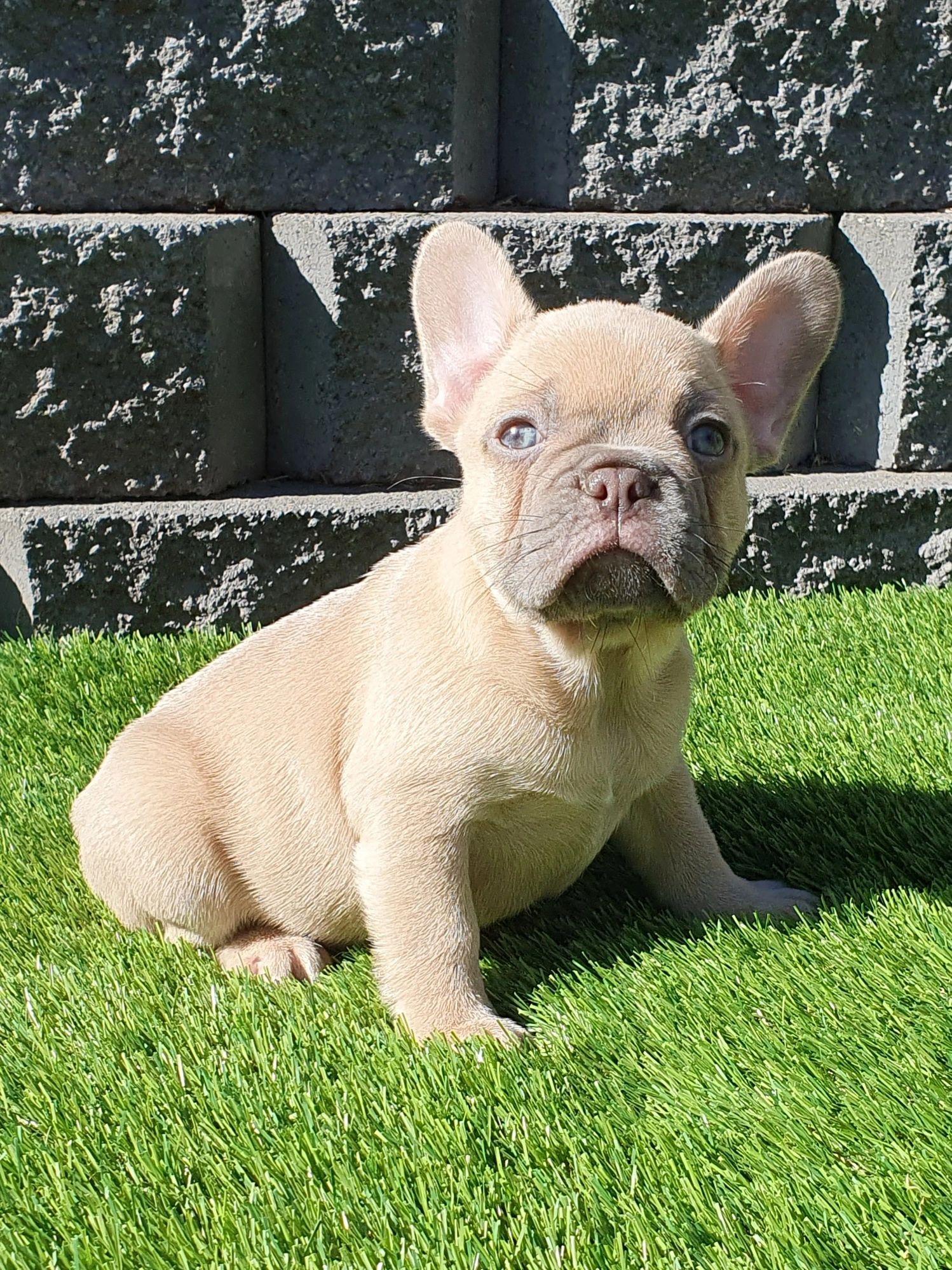French Bulldog Puppies Tasmania
