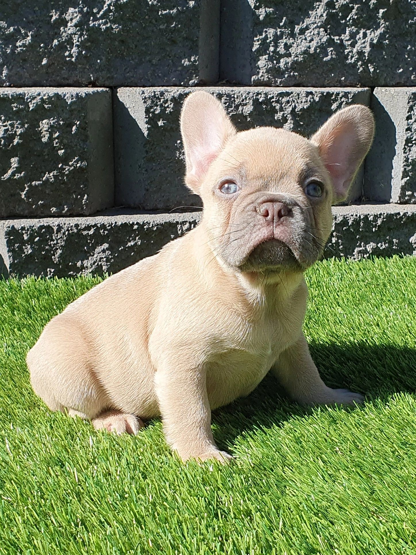 French Bulldog Puppies Tasmania
