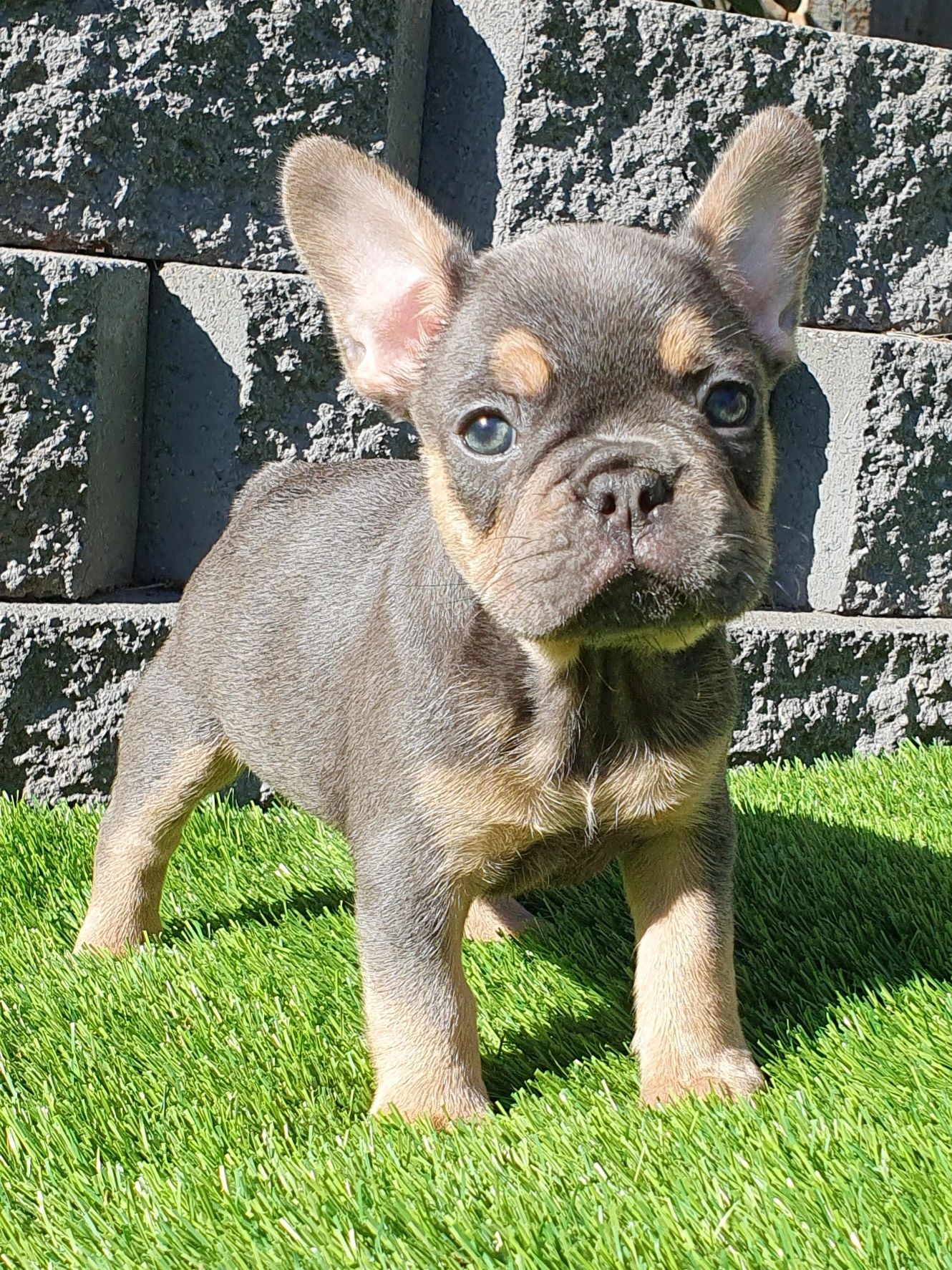 French Bulldog Puppies Tasmania