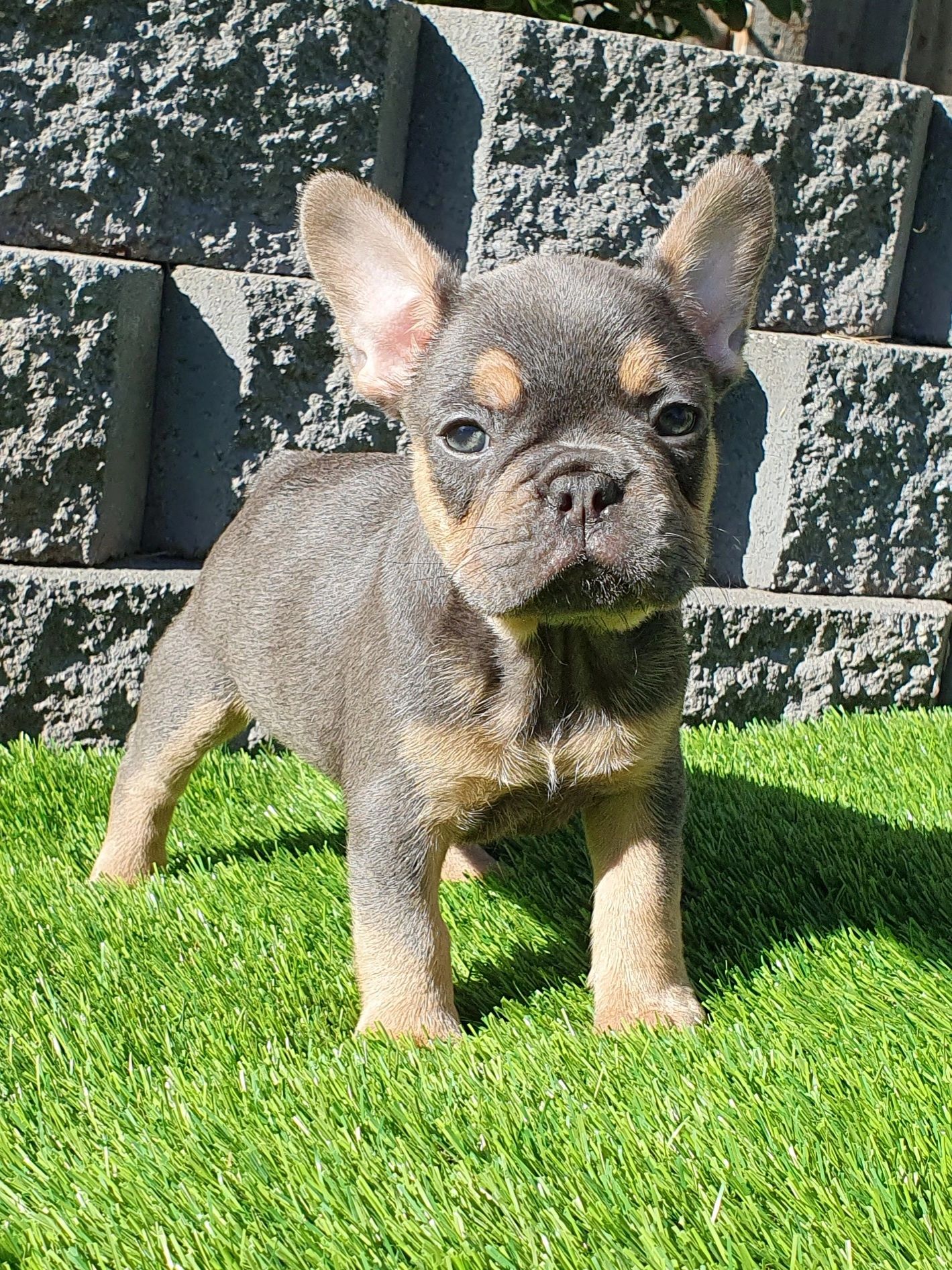 French Bulldog Puppies Tasmania