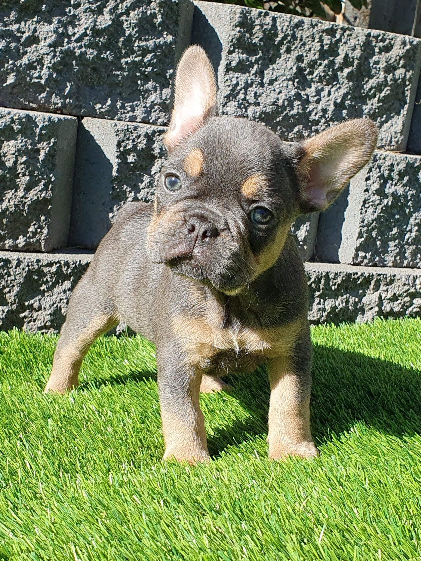 French Bulldog Puppies Tasmania