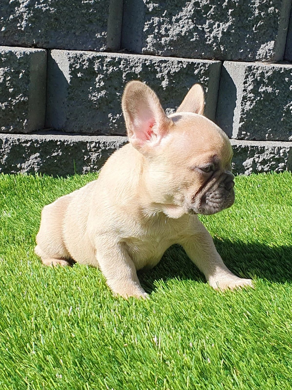 French Bulldog Puppies Tasmania
