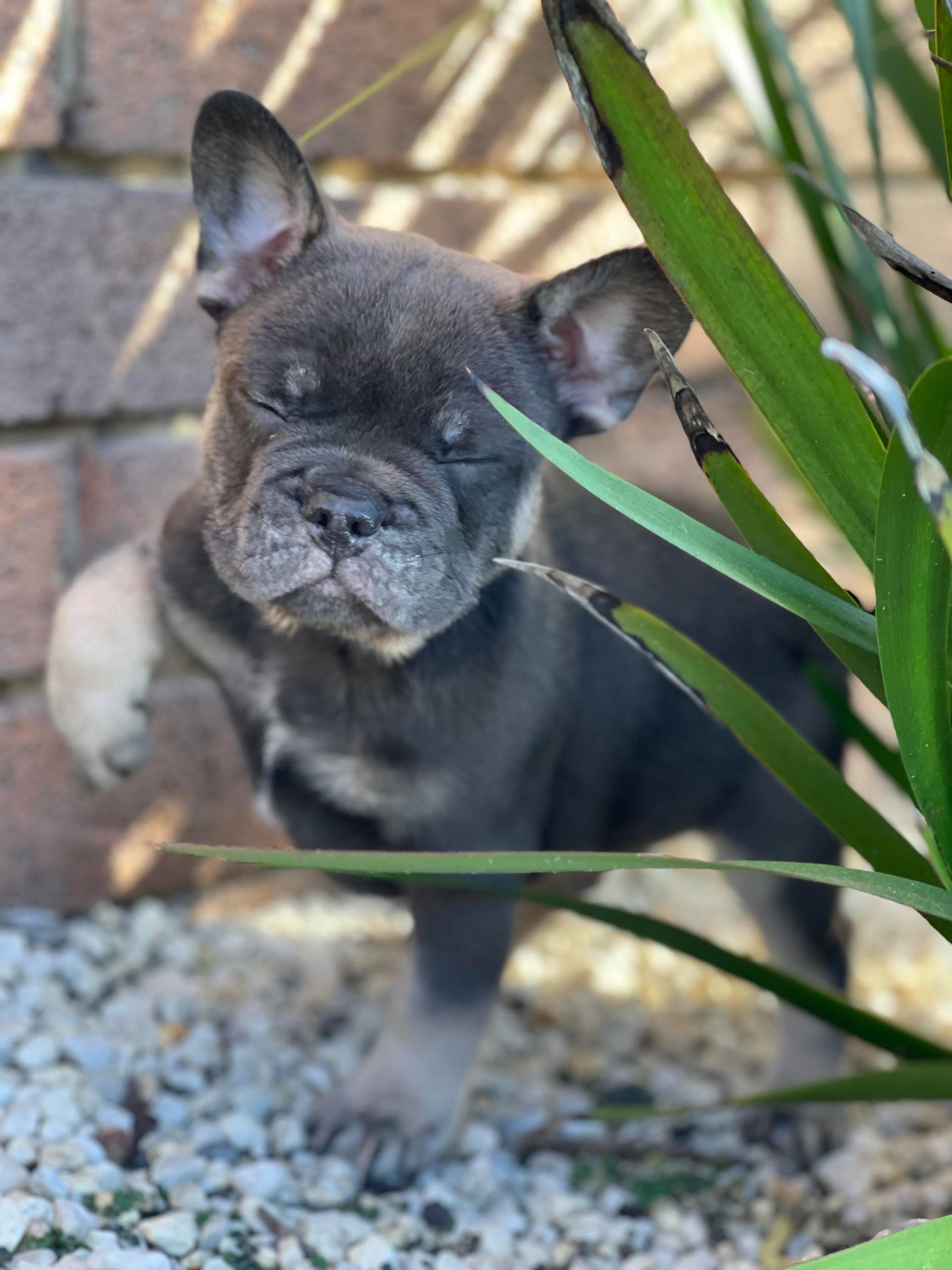 French Bulldog Puppies Tas