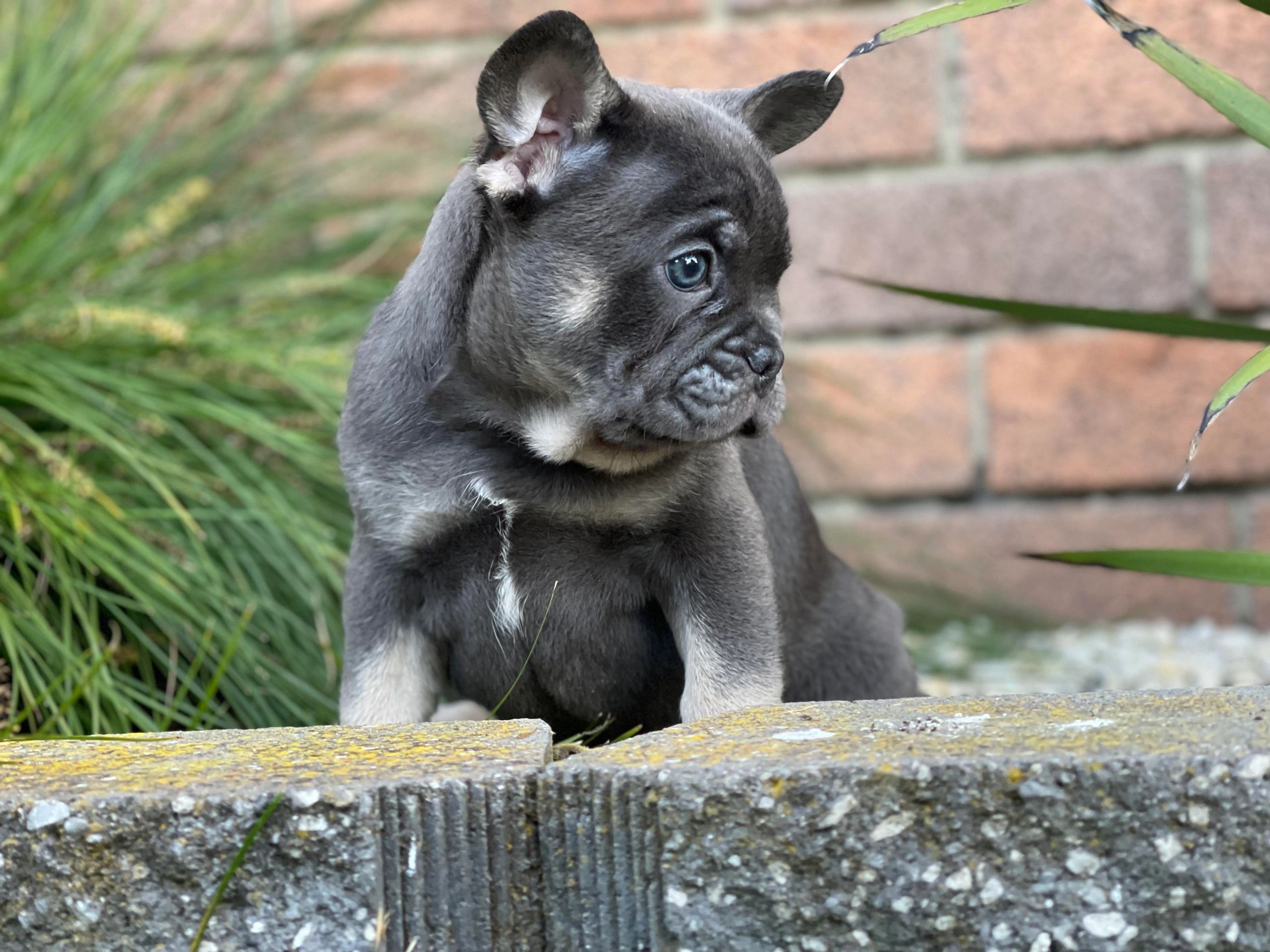 French Bulldog Puppies Tas