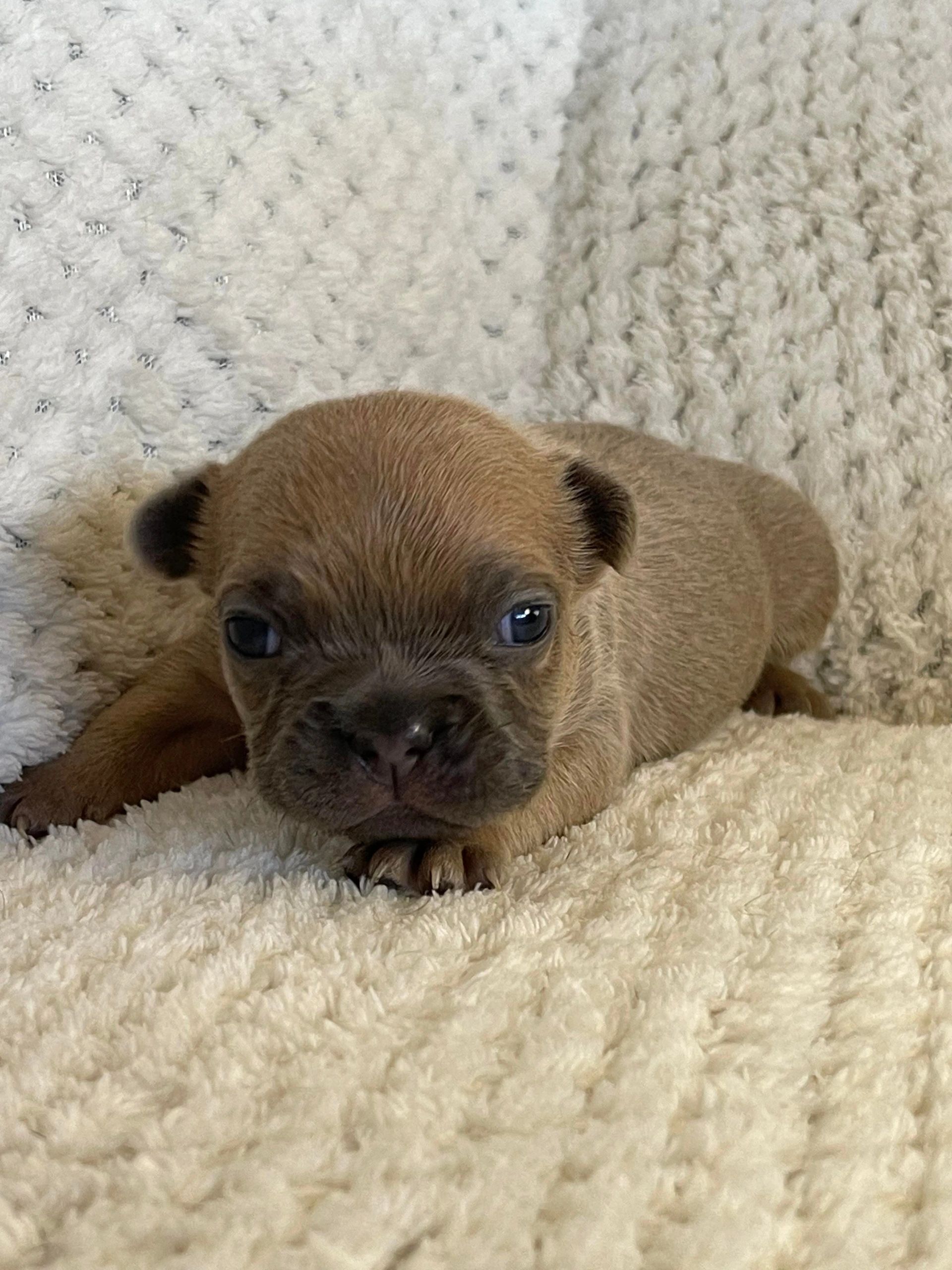 French Bulldog Tas