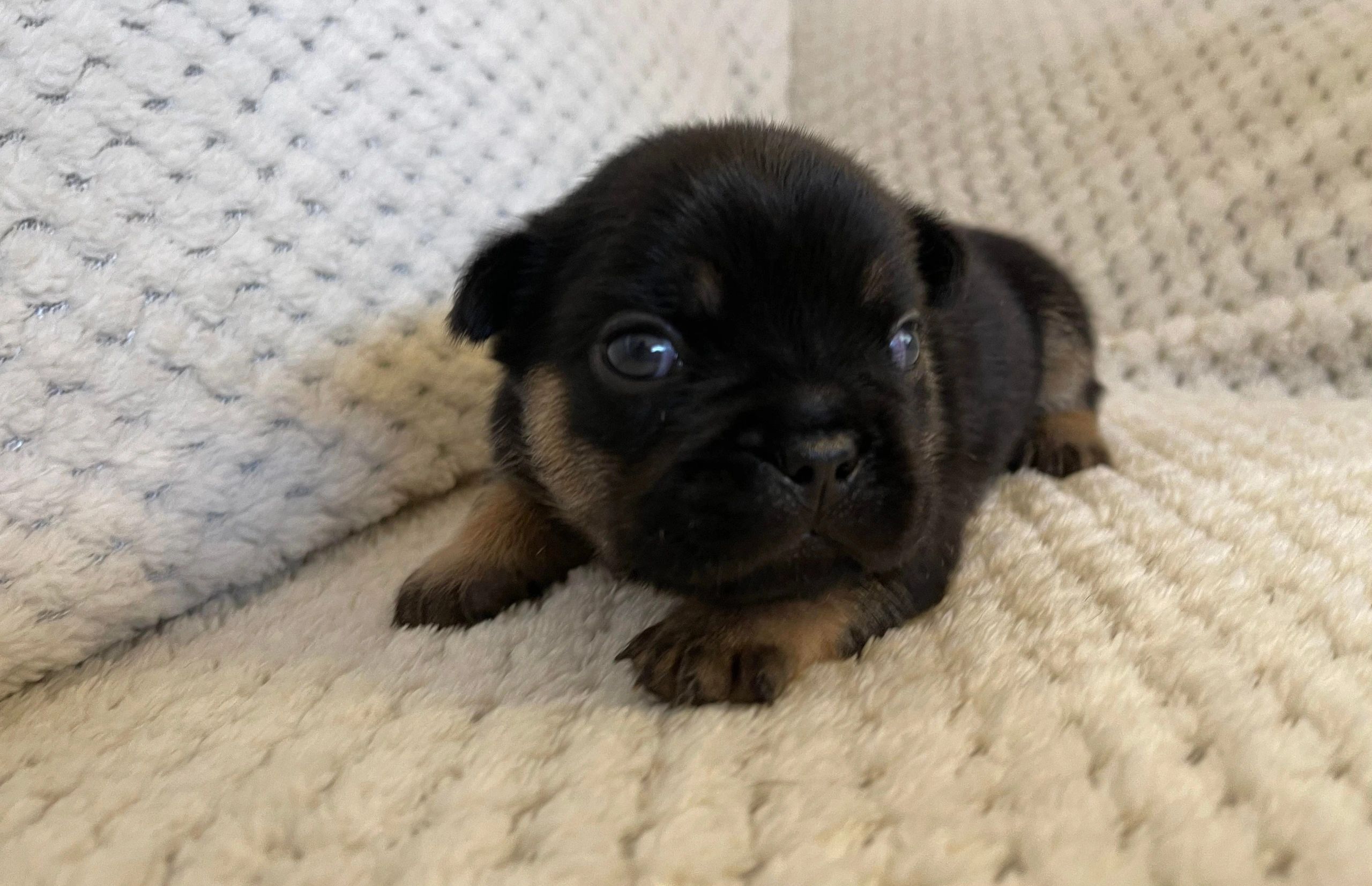 French Bulldog Tas