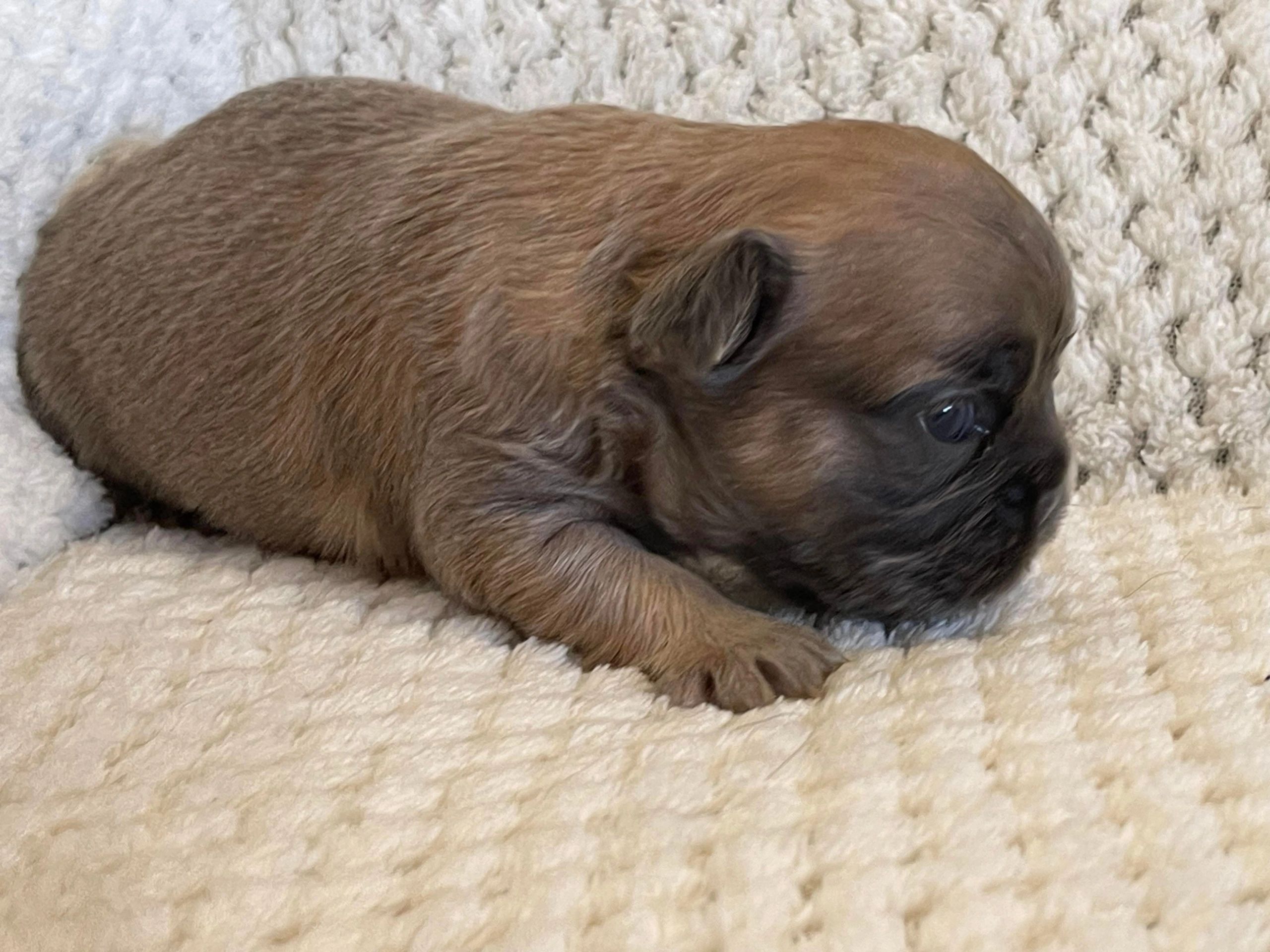 French Bulldog Puppies Tas