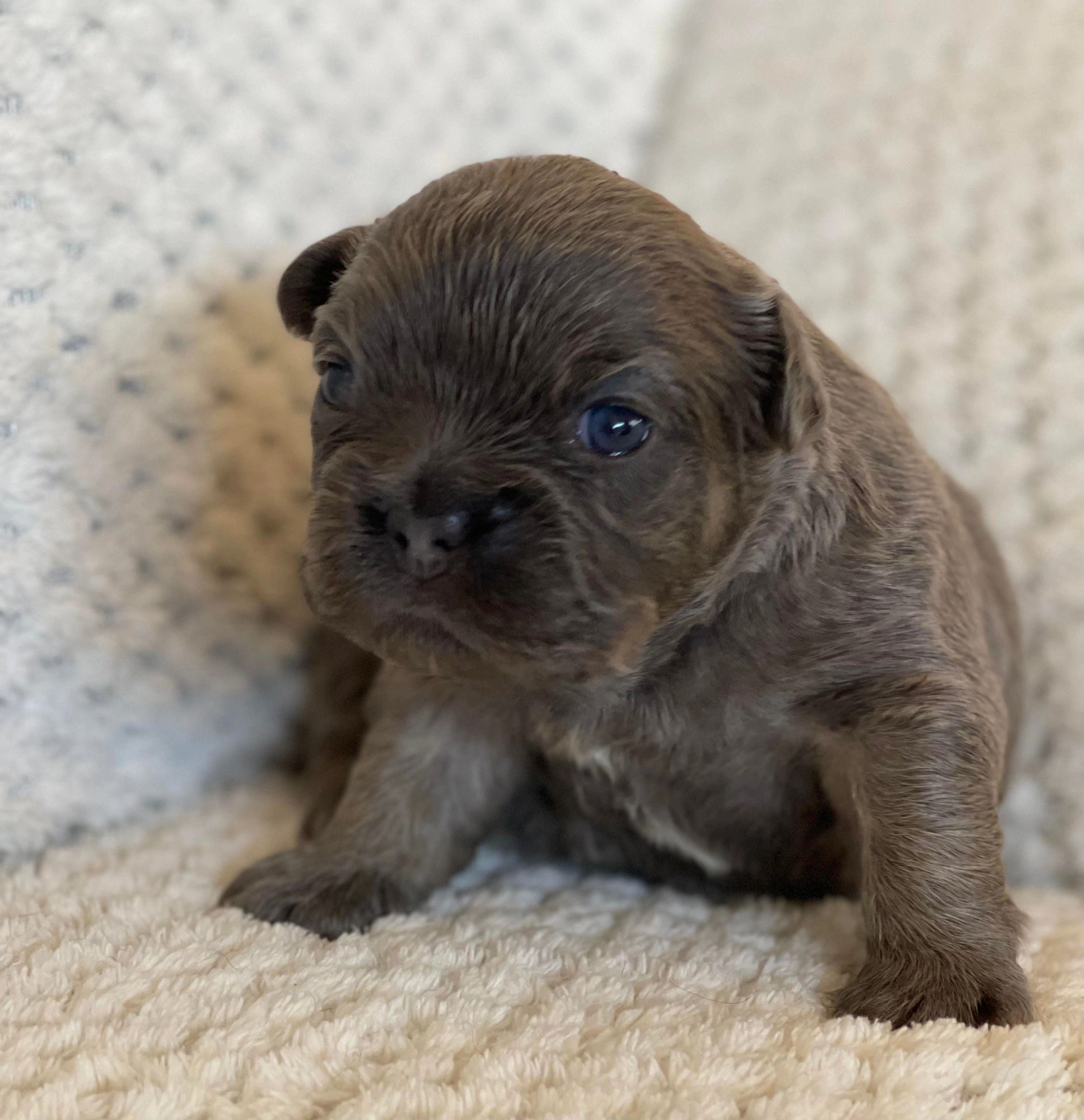 French Bulldog Puppies Tas