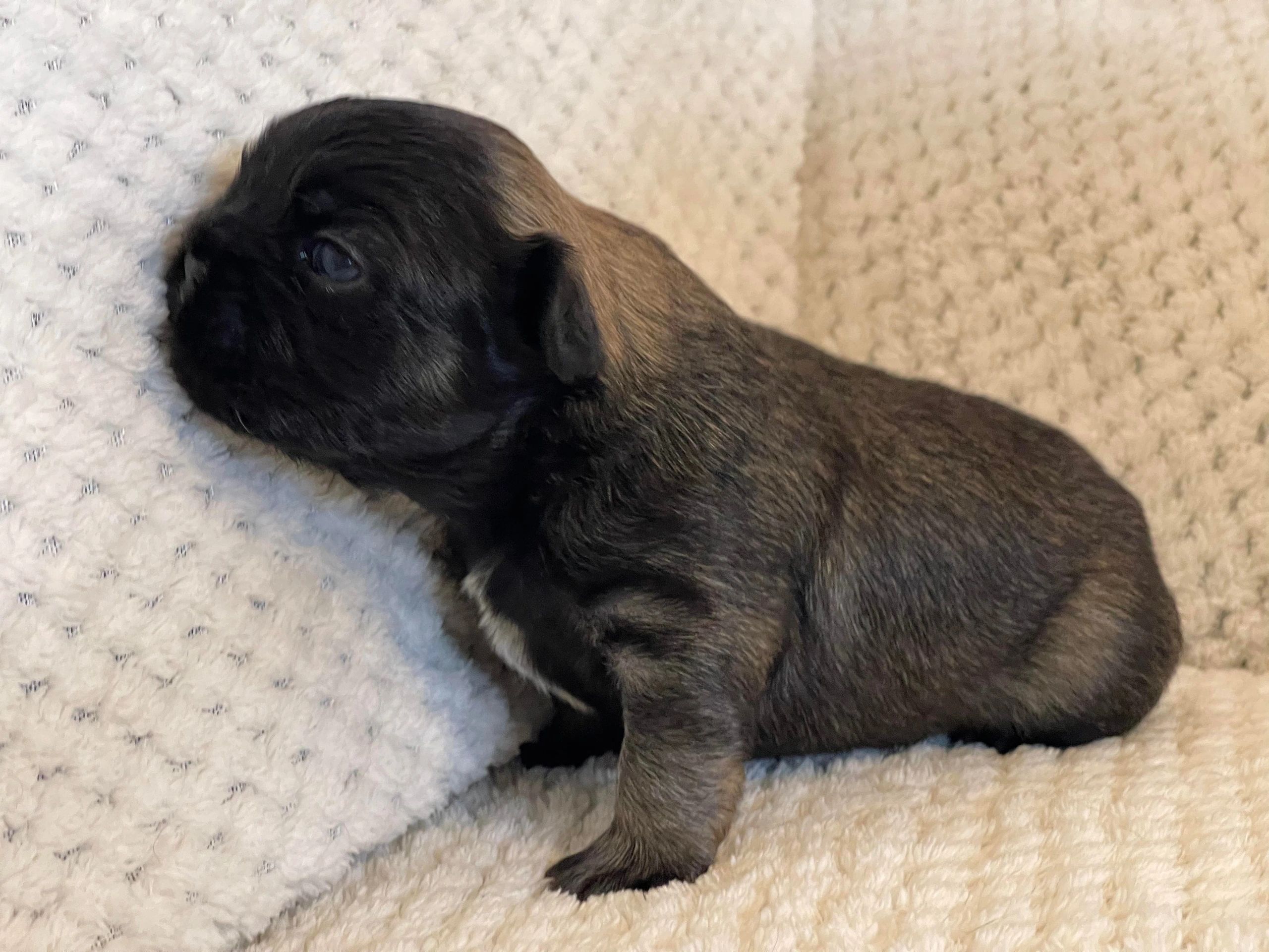 French Bulldog Puppies Tas