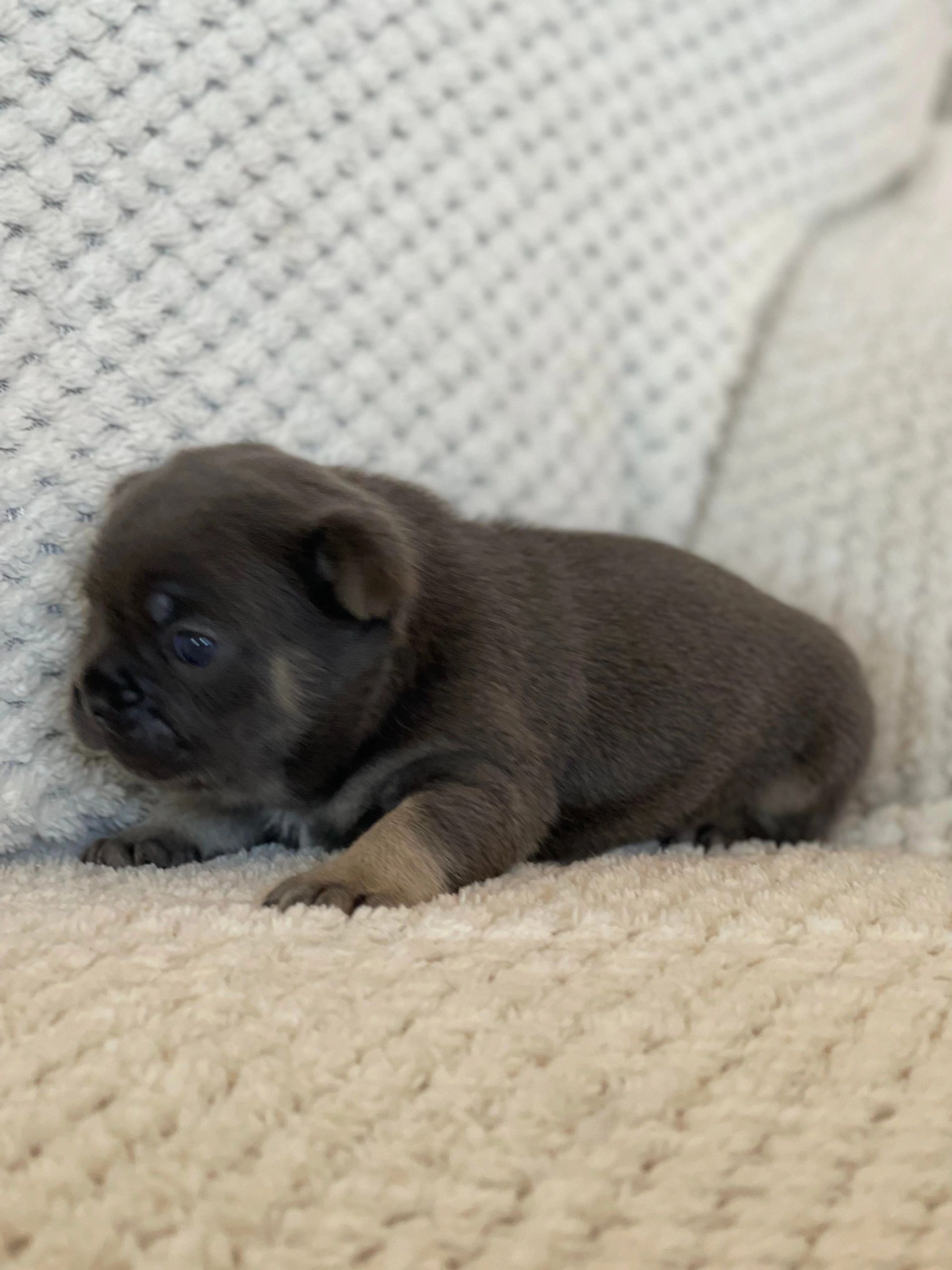 French Bulldog Puppies Tas