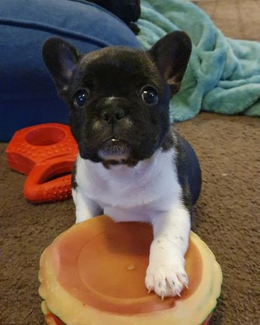 French Bulldog Tas