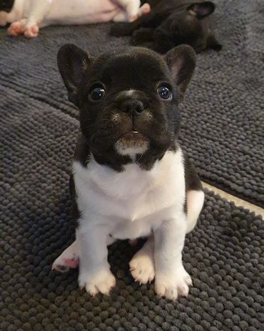 French Bulldog Tas